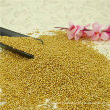 New High Quality Yellow Millet In Husk